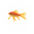 Poisson