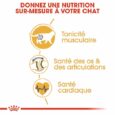 Royal Canin British Shorthair Adulte 2 Kg (3)