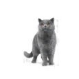 Royal Canin British Shorthair Adulte 2 Kg (3)