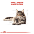 royal-canin-maine-coon-adulte-2-kg (1)