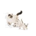 royal-canin-mother-babycat