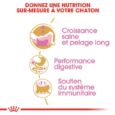 royal-canin-persan-kitten (1)