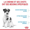 royal canin mini starter mother babydog 4 kg