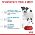 royal canin mini starter mother babydog 4 kg
